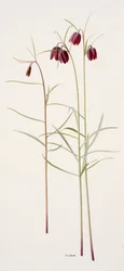 Fritillaria montana (huile sur papier)