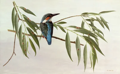 Martin-pêcheur
