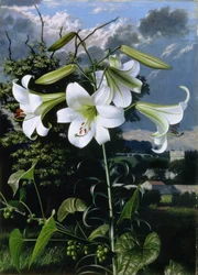 Lilium Emerald, vers 1959 (huile sur carton)