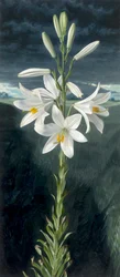 Lys de la Vierge (huile sur panneau)