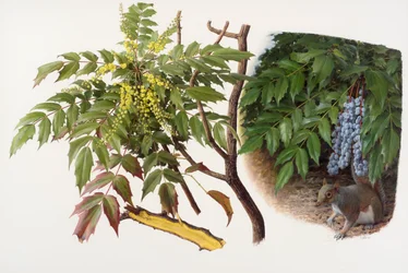 Mahonia japonica, 2008 (huile sur papier)