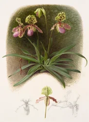 Paphiopedilium henryi (huile sur papier)