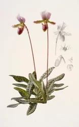 Paphiopedilum barbatum (huile sur papier)