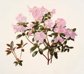 Rhododendron moupinense à fleurs roses (huile sur papier)