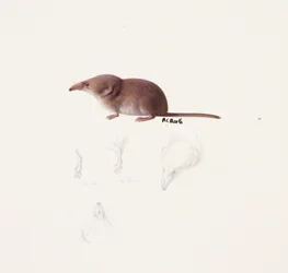 Étude d