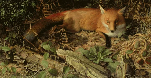 Le Renard