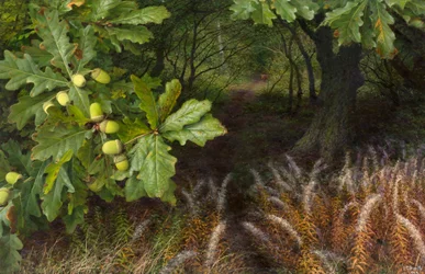 Le chemin des bois (huile sur carton)