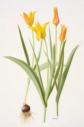 Tulipa ferganica (huile sur papier)