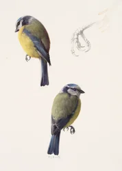 Deux études d