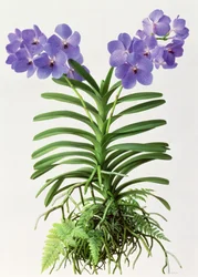 Vanda Rothschildiana