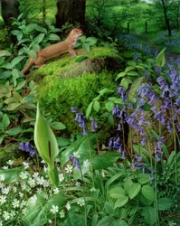 Fouine avec fleurs de printemps