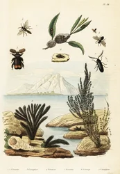Algues, abeille, guêpe et cicadelle (gravure)