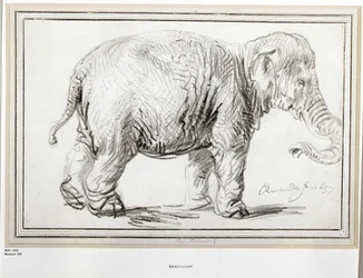 Éléphant. Craie noire (craie noire)