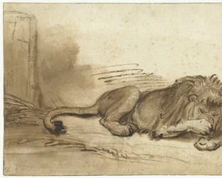 Lion couché avec sa patte avant sur son museau