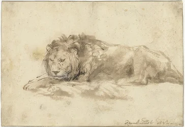 Lion couché