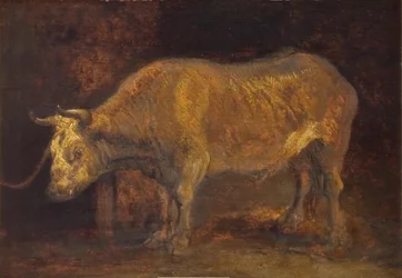 Un bœuf debout