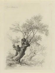 Saule