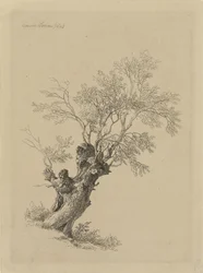 Saule