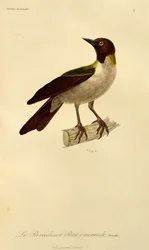 Femelle de l