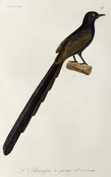 Femelle de l