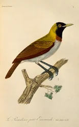 Jeune mâle du Petit Oiseau de paradis (Paradisaea minor), gravure de Histoire naturelle des oiseaux de paradis et des épimaques
