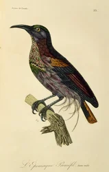 Jeune mâle du Paradisier riflebird (Ptiloris paradiseus), gravure de Histoire naturelle des oiseaux de paradis et des épimagues