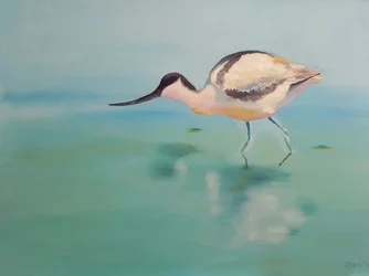 Avocette élégante