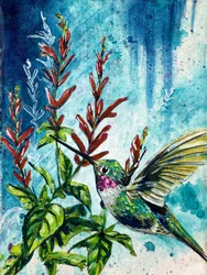 « Hover » : colibri et fleurs de sauge ananas, par Renee Machan