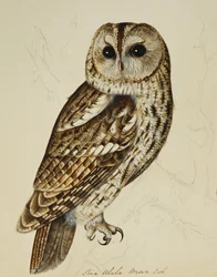 Chouette brune (Strix Ulula)