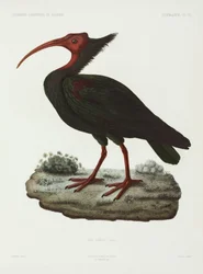Ibis chauve, Algérie