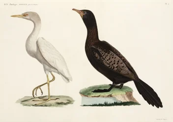 Héron garde-bœufs et cormoran à longue queue, Égypte