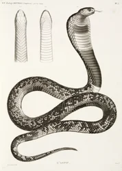 Cobra égyptien