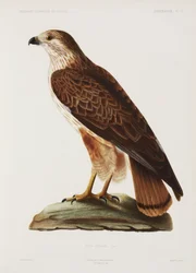 Faucon, Algérie