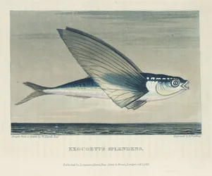 Poisson volant