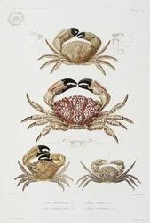 Quatre types de crabes