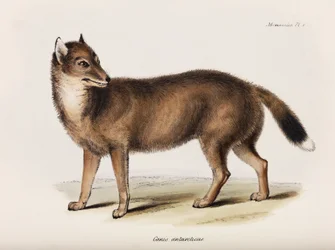 Renard, Îles Falkland, vers 1832-1836
