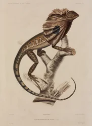 Lézard à collerette