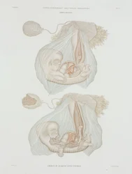Gynécologie Fœtus humain à 40 jours, vers 1847-1859