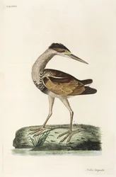 Héron