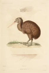 Kiwi, Nouvelle-Zélande