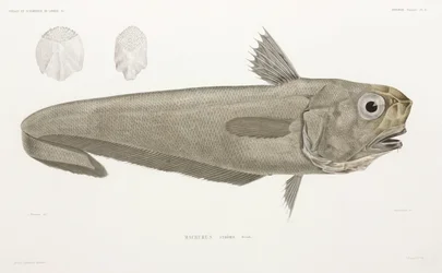 Poisson-couteau