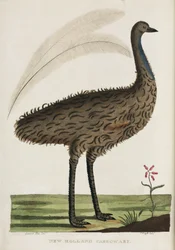 Casoar de Nouvelle-Hollande, Australie, c 1788