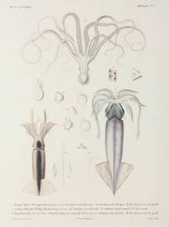 Poulpe et calmar