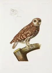 Hibou, Algérie