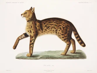 Serval, Algérie