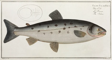 Le Saumon