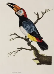 Toucan