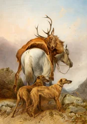 Un poney portant un cerf mort