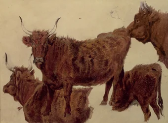 Études de bovins des Highlands