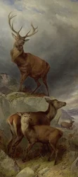 La forêt de cerfs